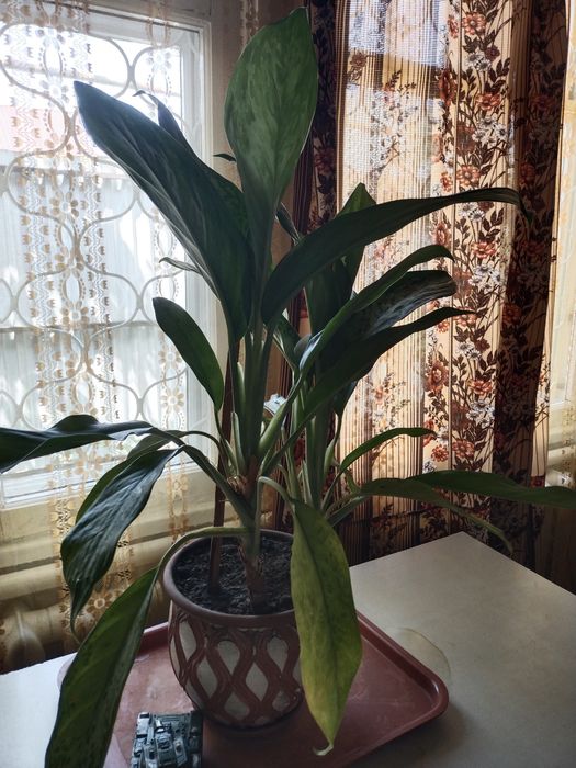 Продам комнатный цветок.