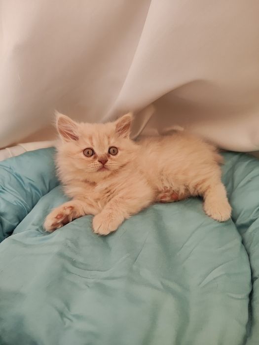 Продаются котята