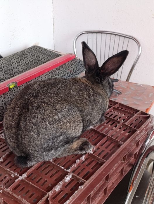 Iepuroaică uriaș german