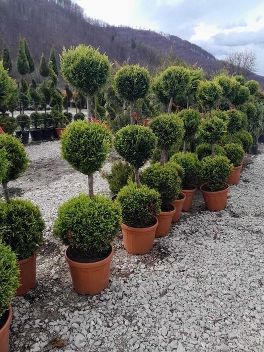 Vând și montez piatra naturala