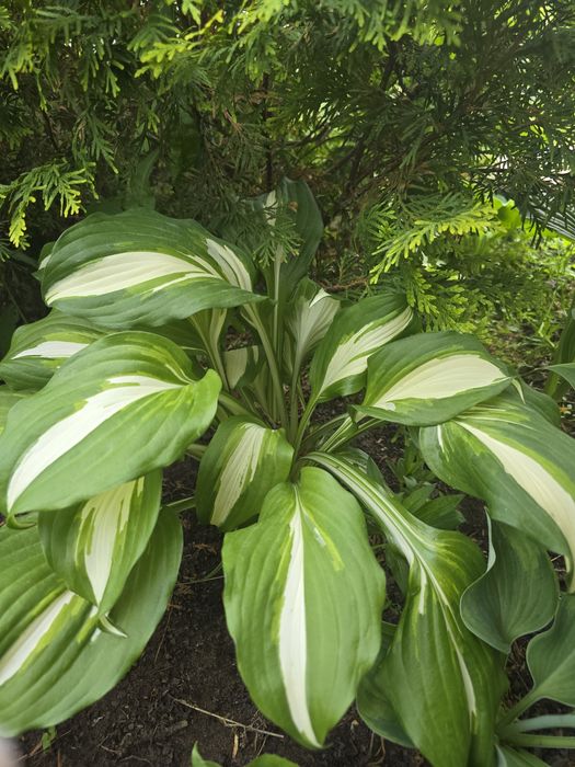 Отростки растения хосты