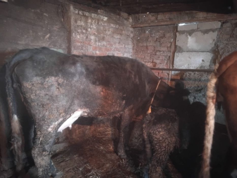 Продам крупно рогатый скот ( коров)