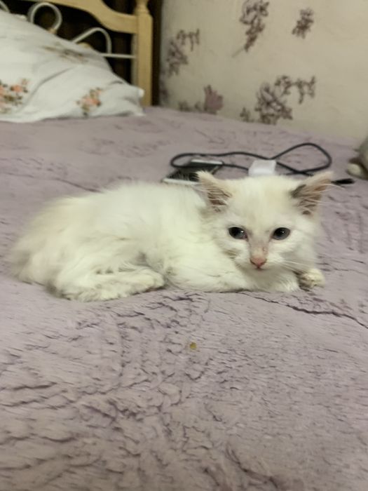 белый котеночек