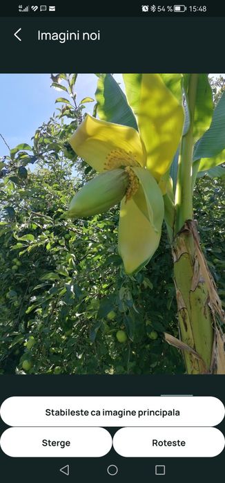 Bananier musa basjoo