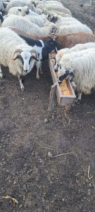 Oi de vanzare oile sunt si fatate din ele