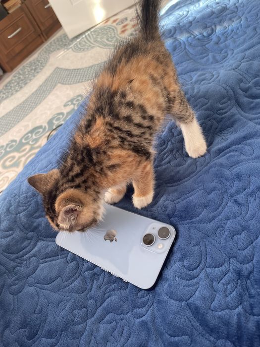 Ipone 14  ориганал 128 гб