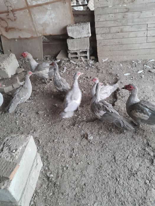 Индоутки лаванда, измуруд, шоколад