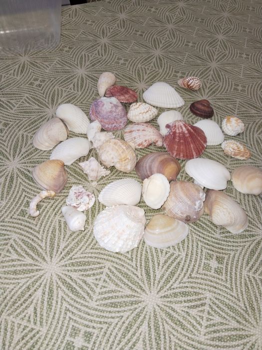 Ракушки натуральные.