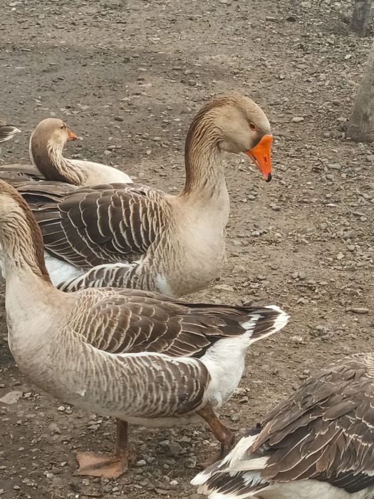 Ouă de gâscă ,incubație sau consum