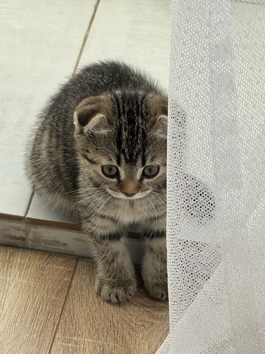 Продам котенка скоттиш фолд