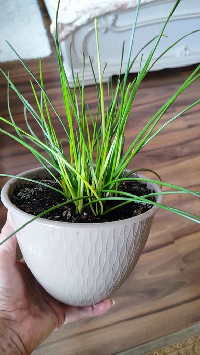 Зефирантес выскочка белая