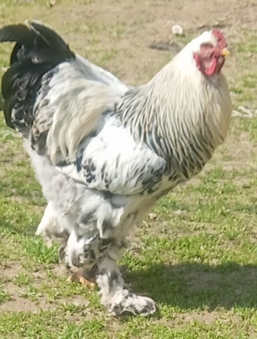 Продаются петухи светлый Брама  домашние.