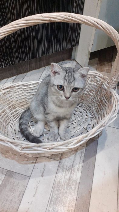 Срочно продам котят не дорого
