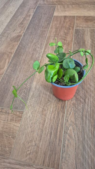 Дисхидия major rattle skills