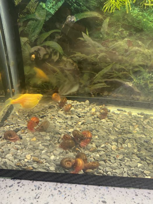 Аквариумда өмір сүретін ұлулар сатылады