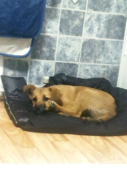 Отдается щенок, девочка