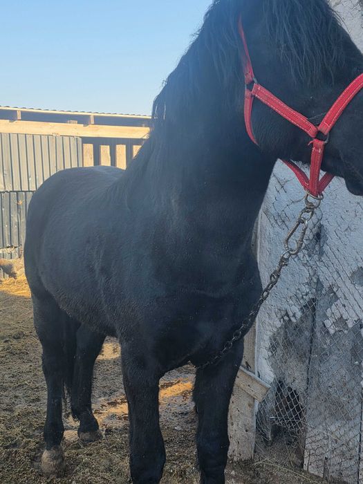 Продаётся жеребец 6 лет!!!