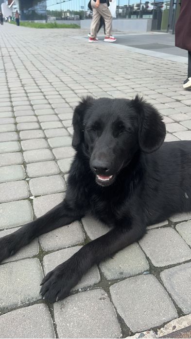 Собачка ищет дом