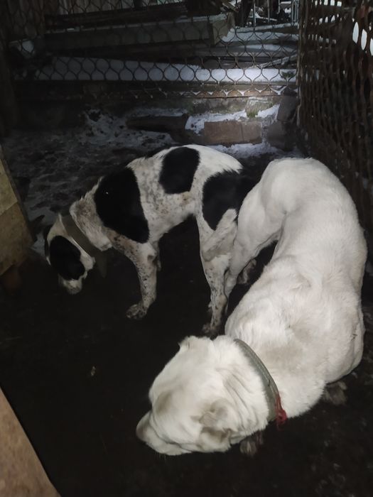 Шикарные щенки САО