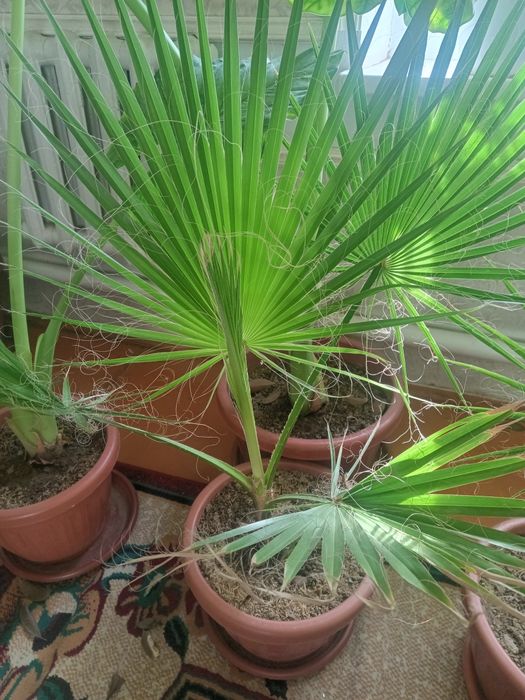 Большие комнатные цветы