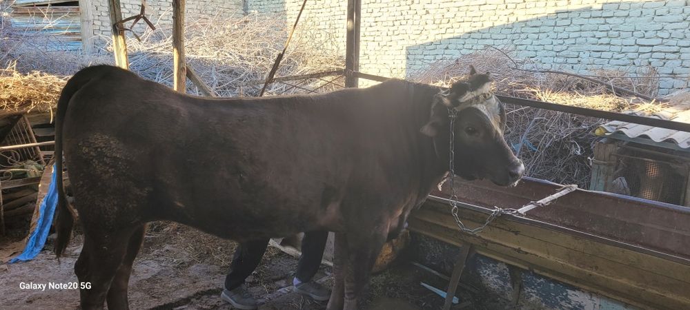 Buqa Sotiladi Vobkent