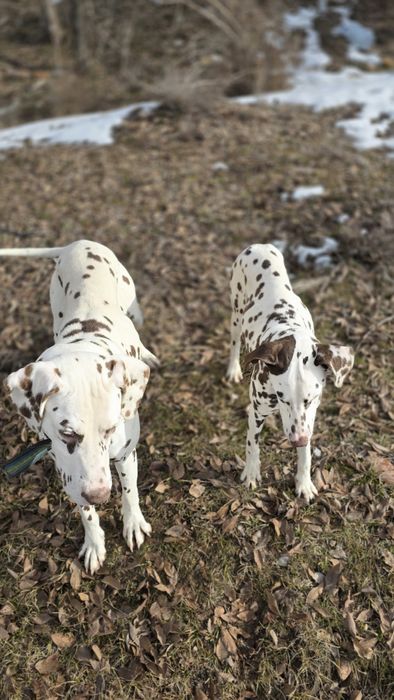 Продаются далматинцы или обмен на скот