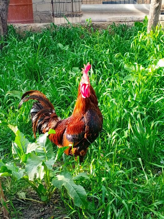 Қизил катта хуроз.бир ёшдан утган