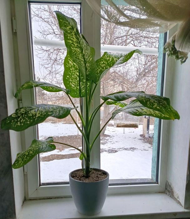 Диффенбахия пятнистая Каскелен