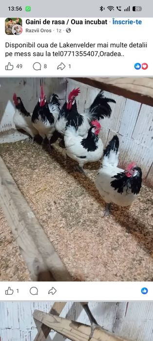 Ouă de vânzare rasa Vorverk