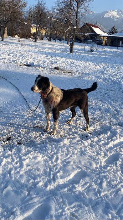 Алабй ит тумаған