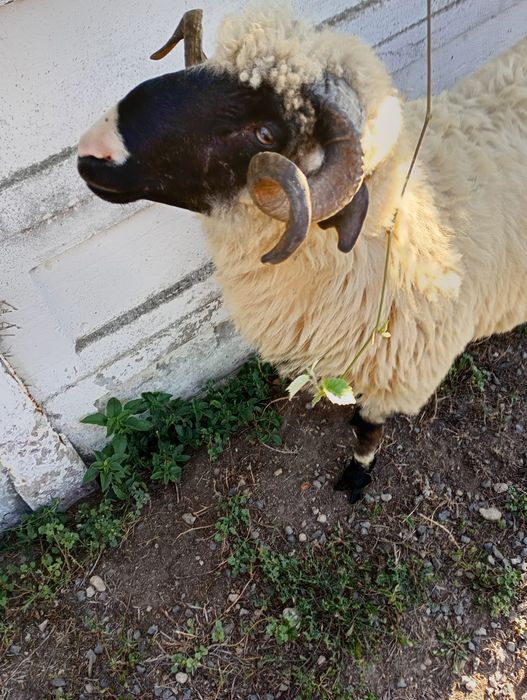 Berbec mior de vanzare