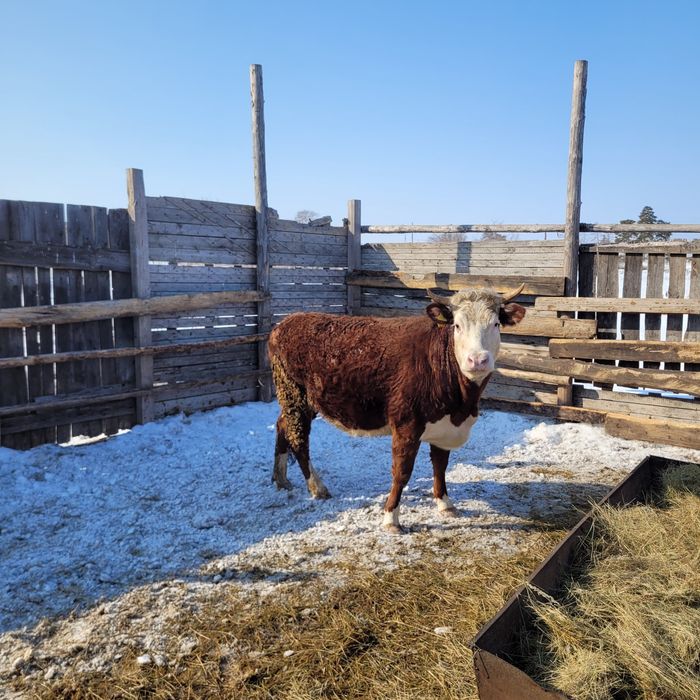 Продам тёлку и бычка