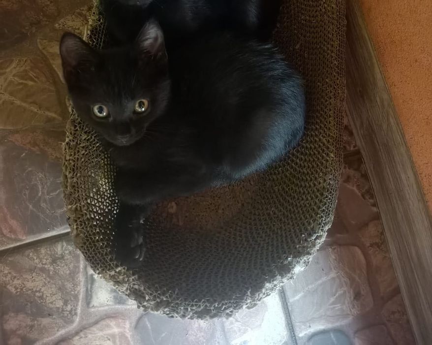 Отдам котенка в хорошие руки