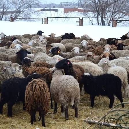 Кой Томен бага Срочно