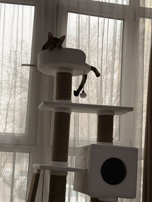 Домашняя передержка кошек