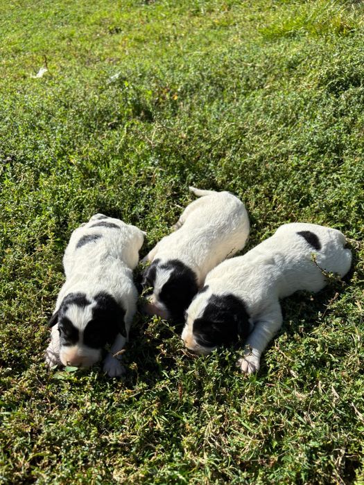 3 cateluse Ciobanesc de Bucovina