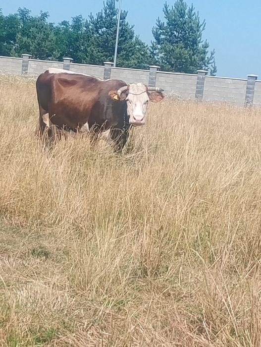 Vând vaca bine îngrijită