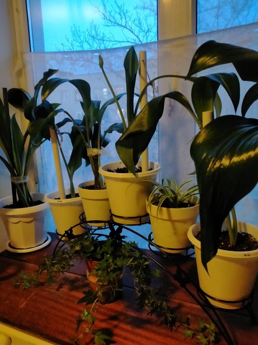 Продам комнатное растение