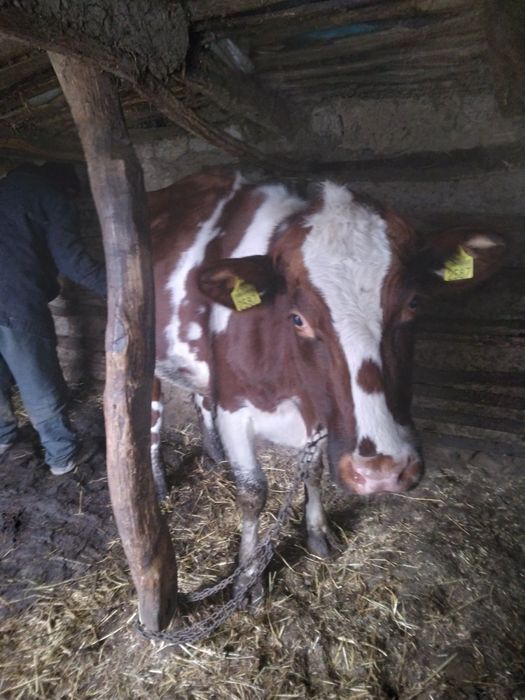 Vând junică de rasă