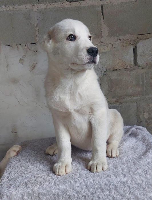 Предлагаются щенки САО