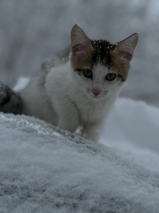 Мысық Кошка бесплатно