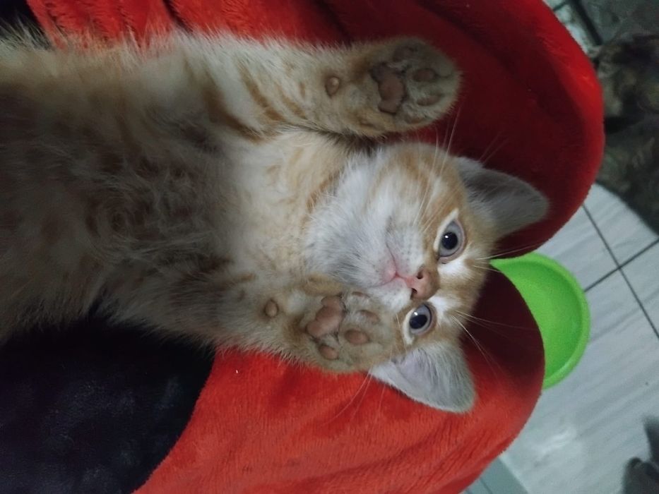 Отдам котят в добрые руки