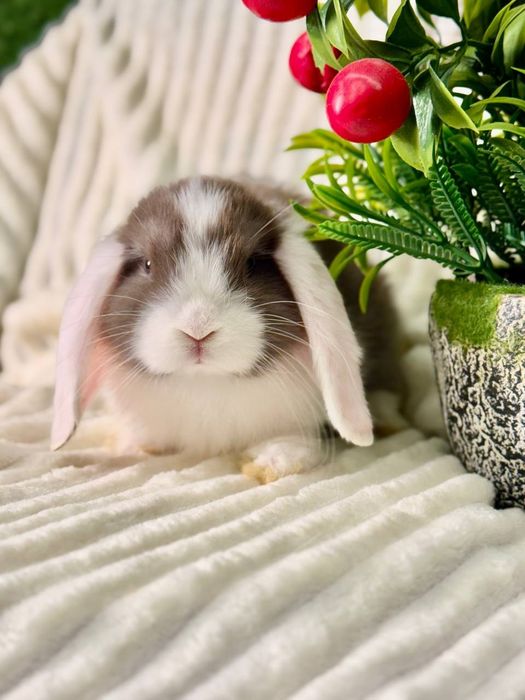 Quyon Кролик Mini dekorativ quyon bolasi