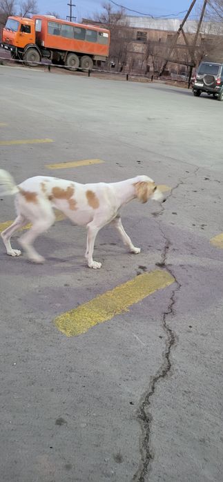 Потеряшка наверно