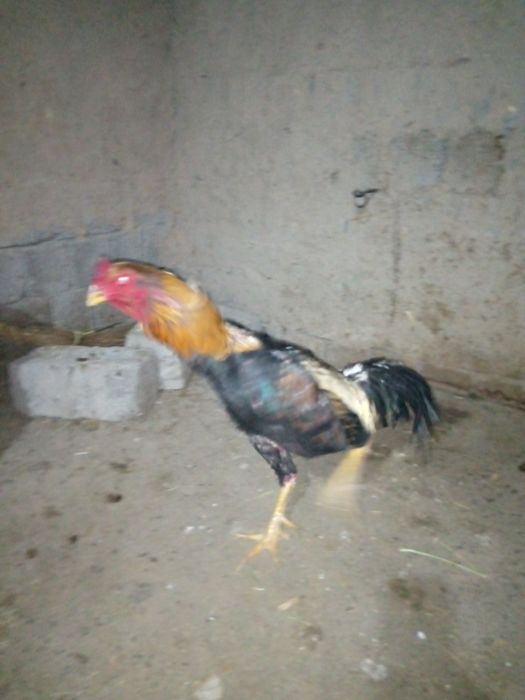 Куланги хуруз сотаман