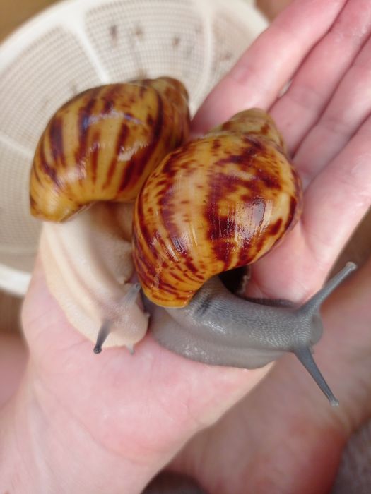 Овумы сильверы ( греи). Улитки