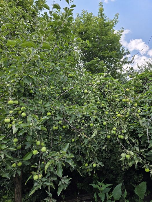 Продается дача в Мелиоратор 7,3 сот.