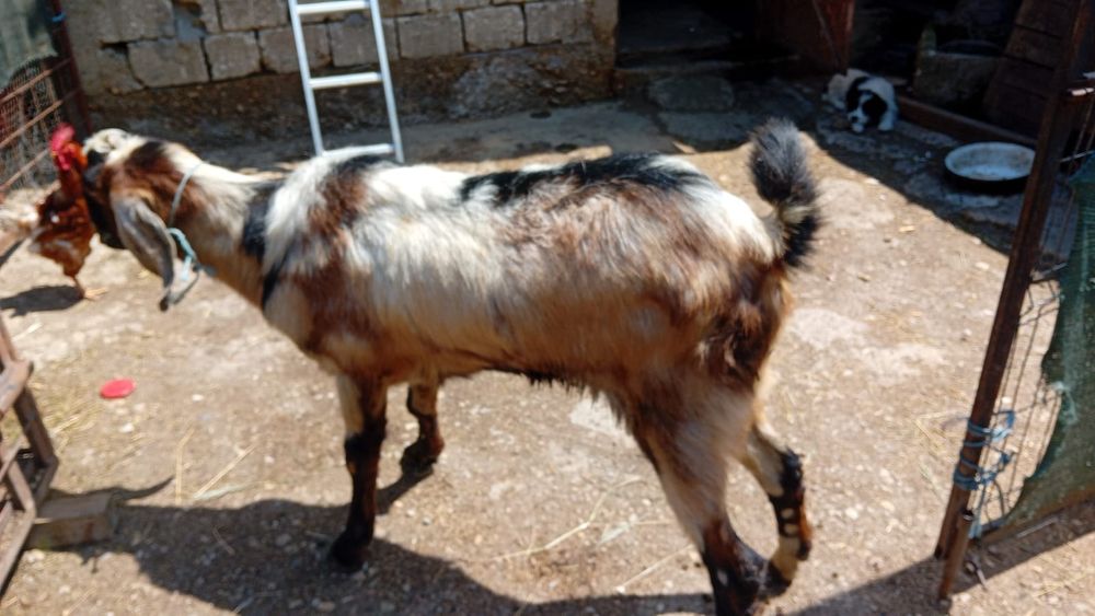 Vând țap anglo nubian, în vârstă de 2luni jumătate,din părinții din ultimele poze