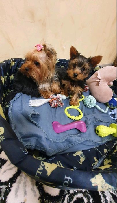 мини йоркширски териер