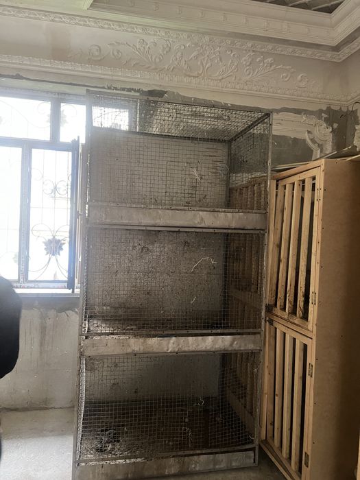 Cunnilingus tomosha qilish uchun chiroyli